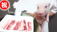 网友晒“100天后会被吃的猪” 每天上传倒计时视频