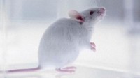 科学家将老鼠寿命增长23% 人类寿命有望增长至120岁