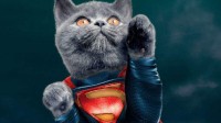 超人变成“超猫”？网友将电影海报主角P成猫咪