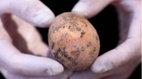 考古学家发现一枚千年鸡蛋：外形基本没有区别