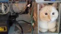 猫猫与机箱共存？网友晒奇葩游电脑桌环境
