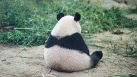 大熊猫不再是濒危动物：野外数量已达1800多只 