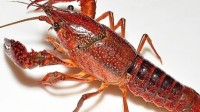 日本拟将小龙虾指定为外来入侵物种 禁止进口和贩卖