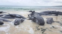 鲸类为何频繁搁浅？专家：原生地海域可能被污染