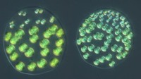科学家发现首个 集三种不同性别于一身的藻类物种