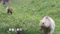 新疆拍到白色棕熊：概率五十万分之一 或系国内首例