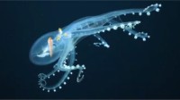 太平洋发现“玻璃章鱼”：仅眼睛和消化器官不透明
