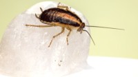 科学家曾把蟑螂送上太空 变得更健壮生长速度更快