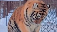 北京野生动物园通报游客打架出圈:动物当晚效仿互殴