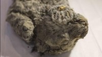 4万年前幼狮化石被发现 其中一只命名为“斯巴达”