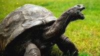 乌龟为什么那么长寿？科学家至今没找到答案