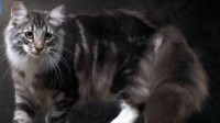 名贵猫王后代体检被误做绝育 医院：不算医疗事故