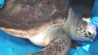 200斤巨型海龟不治身亡 因吞食6斤海洋垃圾