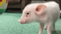 “100天后会被吃的猪”迎来结局 小猪最后被烤了