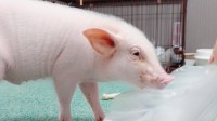 100天后被吃的猪“被复活” 但阻止不了网友骂他