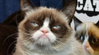 世界上最贵的动物是什么？大熊猫拥有一席之地