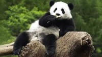 全球大熊猫数量公布 圈养673只、野外1864只