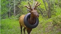野生麋鹿戴了2年的轮胎被取下 网友：咋戴上去的？