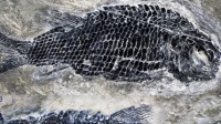 云南发现世界最古老肋鳞裂齿鱼类 距今约2.44亿年