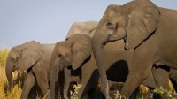 “被迫进化”让人心塞：偷猎让非洲象不长象牙了