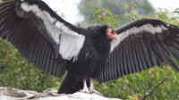 不需要生物学“爸爸” 雌性秃鹫首次被发现孤性繁育出后代