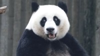 科学家研究大熊猫黑白色成因 为更好地融入周围环境