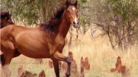 澳大利亚计划猎杀1万多匹野马：入侵物种破坏生态