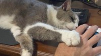 那些不想养猫养狗的人 最后都被打脸了？
