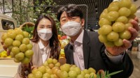 韩国果农偷种日本葡萄被捉:日本以前也偷了我们不少