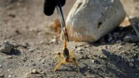 埃及极端天气致毒蝎子攻击人类：3人死亡 450人住院