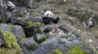 野生大熊猫啃骨头被人发现后溜了 国宝偶尔也打牙祭
