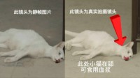 网传《当家主母》猫已死 剧组晒出猫咪新视频并报案