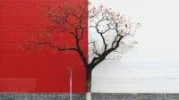 意外成了网红打卡地的“东直门树” 被贴小广告处理