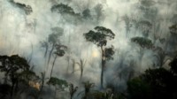 专家警告：亚马逊雨林可能在五年内变成干燥大草原