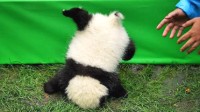 北京一大熊猫翻墙“越狱” 抓回去后已批评教育