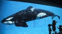 囚禁虎鲸42年导致其自残的公园 被告上法庭了