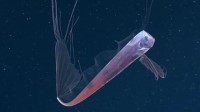 盘点2021年拍摄的珍稀深海生物 神奇动物在深海