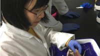 吃鱼不挑刺有望实现？华中农大找到控制鱼刺基因