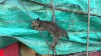 物流货运司机卸货时惊现活猫 发视频呼吁动物不要发快递