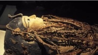 埃及首次CT扫描3500年前木乃伊:法老真面目照片公布