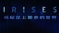 《鸢尾花上露水的世界》剧本简介