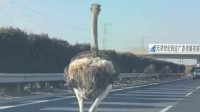 驼鸟在高速公路飞奔引关注 网友：《老炮儿》成真？