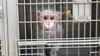 美国实验室猴子运输途中逃跑 还剩1只下落不明
