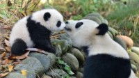 国外出生的大熊猫属于中国吗？专家：2岁后就回国
