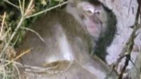 美国女子接触逃跑实验猴子后生病 症状类似新冠