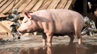 《骑士精神2》全新宣传片公布：解放猪和农民！