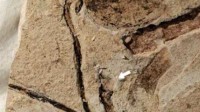 恐龙时代的“花骨朵”长啥样？最早花蕾化石现身