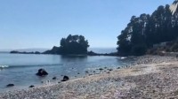 智利数千条死鱼被冲上岸 密密麻麻堆满海滩