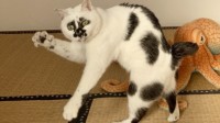 一只丑出特色的猫猫 靠它柔软舞姿征服了数十万粉丝