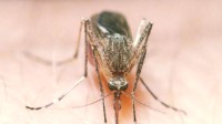 人类可以杀死所有蚊子吗？会带来什么样的后果
